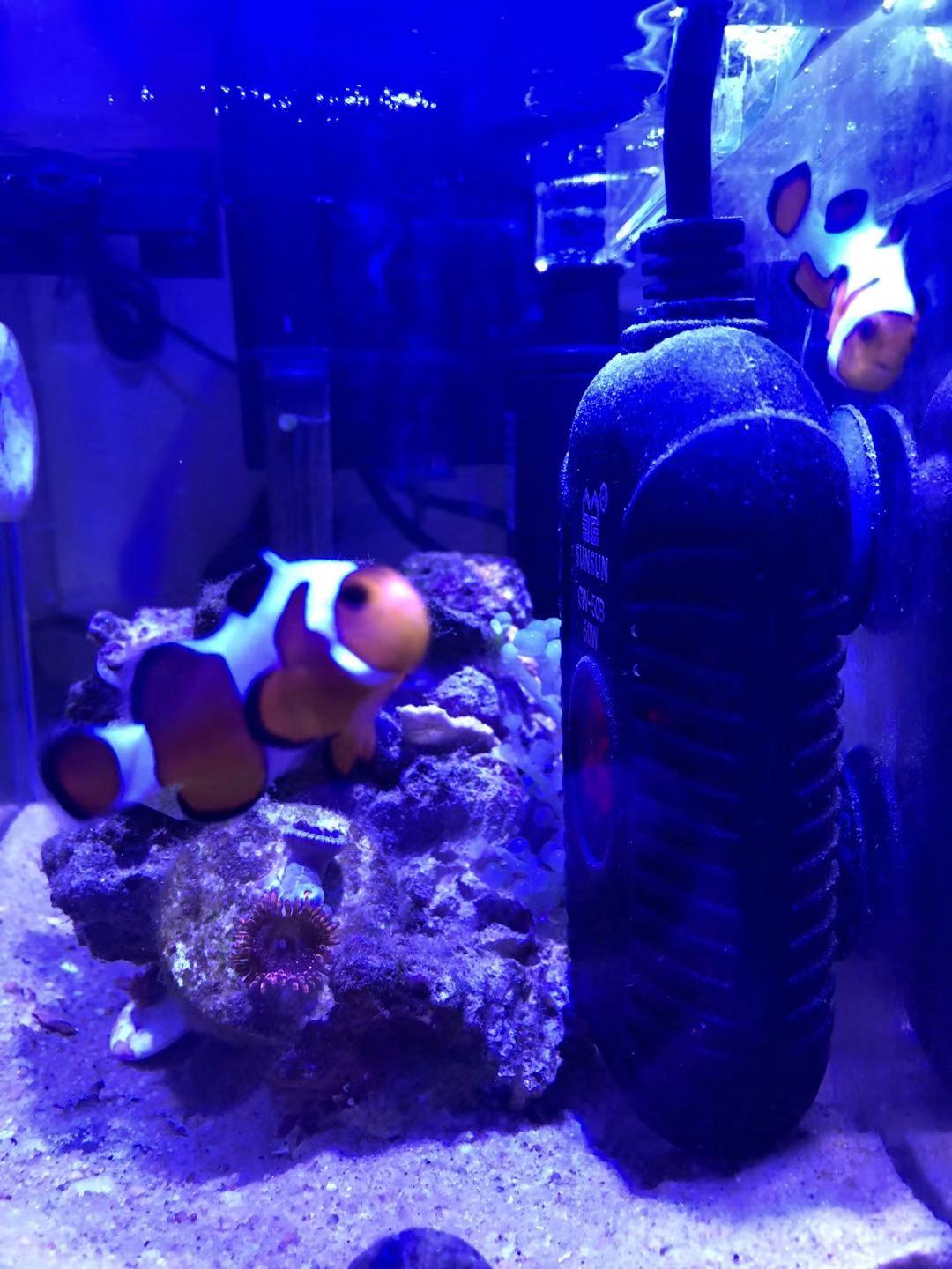 怎么养小丑鱼简单,怎么养出好小丑鱼