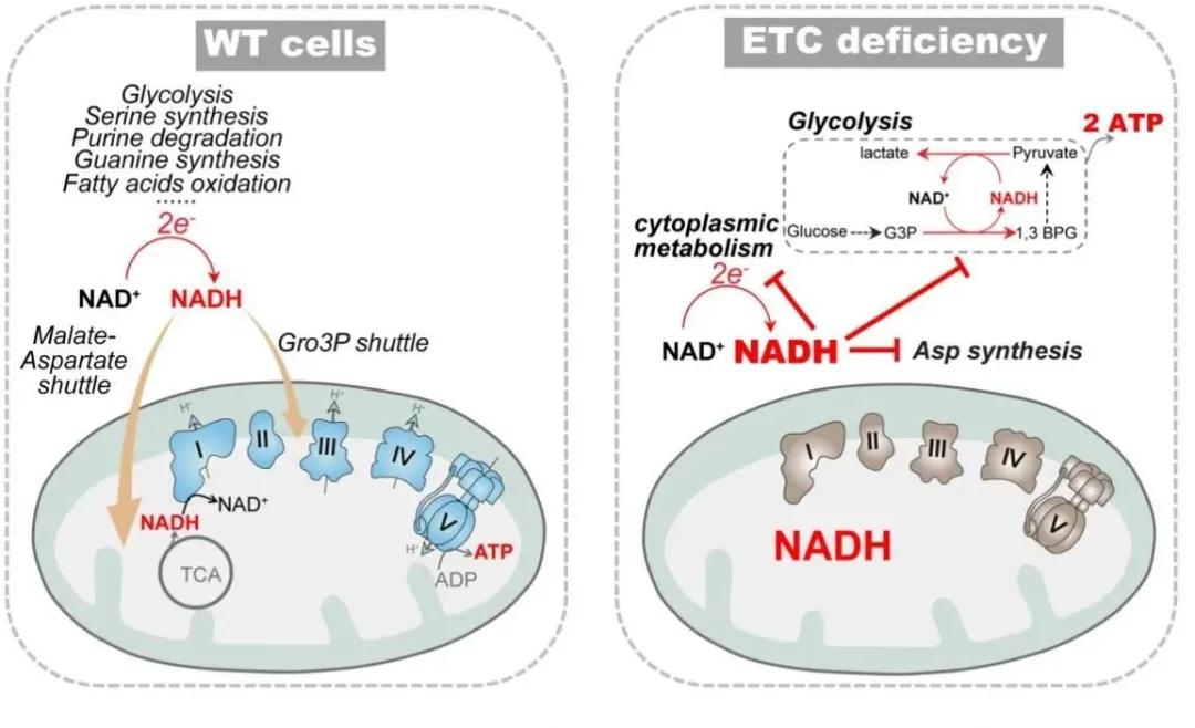 脑科学存在的问题,脑科学日报图谱大全