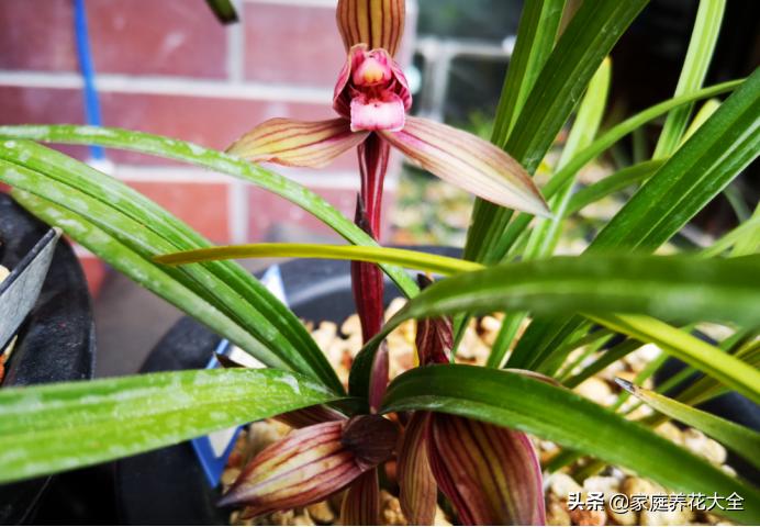 怎样使已烂根的兰花长新根,兰花烂根的养殖方法