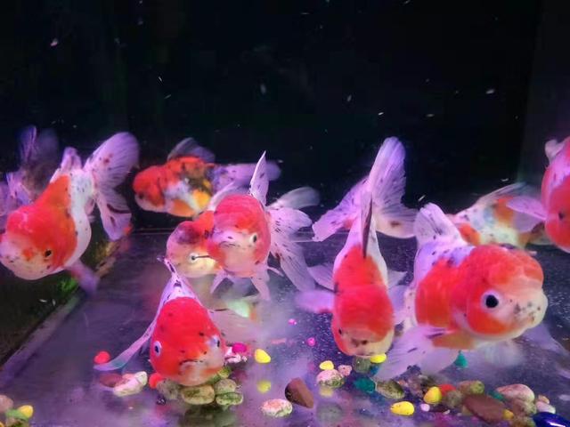 鱼缸很多气泡能养鱼吗,新开缸鱼缸有腥味