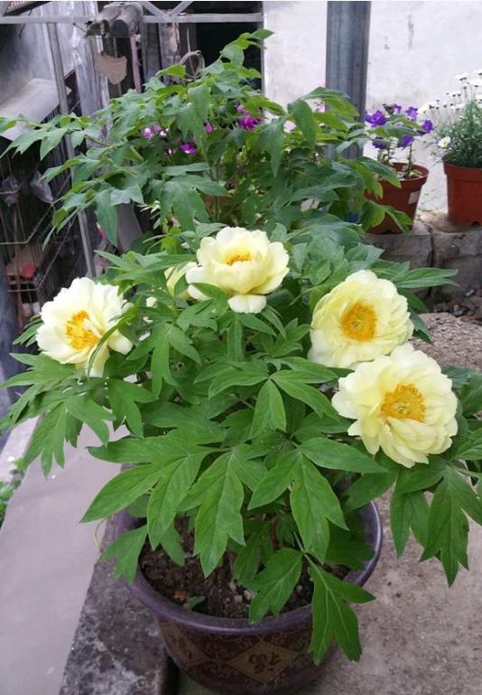 牡丹叶子发黄，教你3招小妙招，叶子绿出油