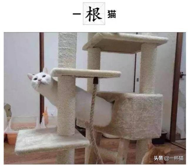 一根猫、一滩猫、一架猫，喵星人逆天姿势大全
