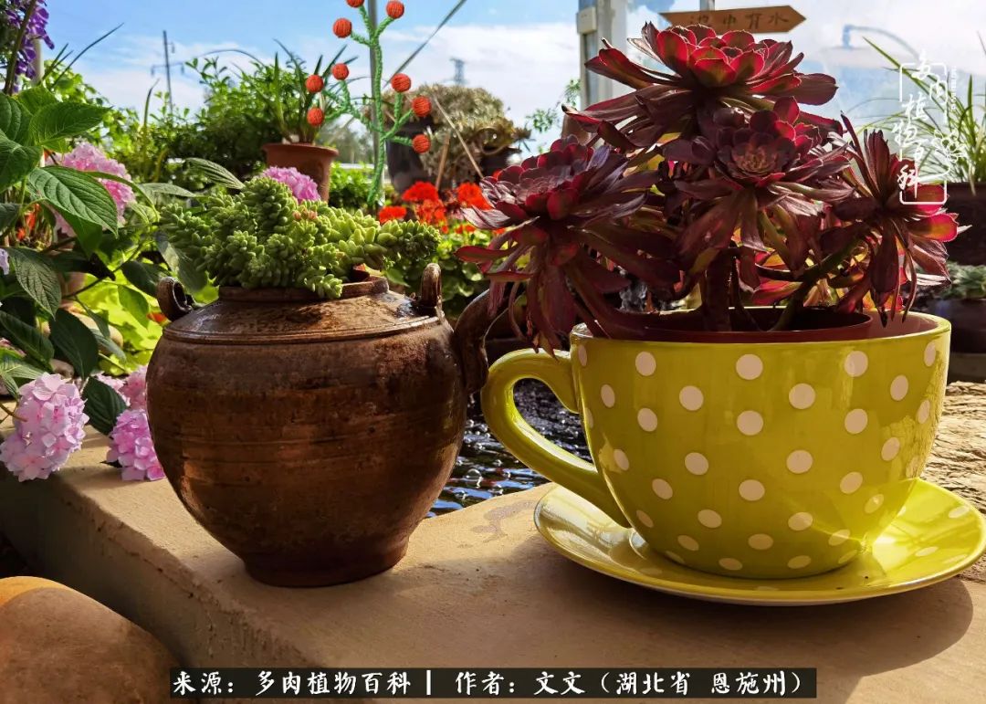 夏季多肉花园图片,初夏多肉花园