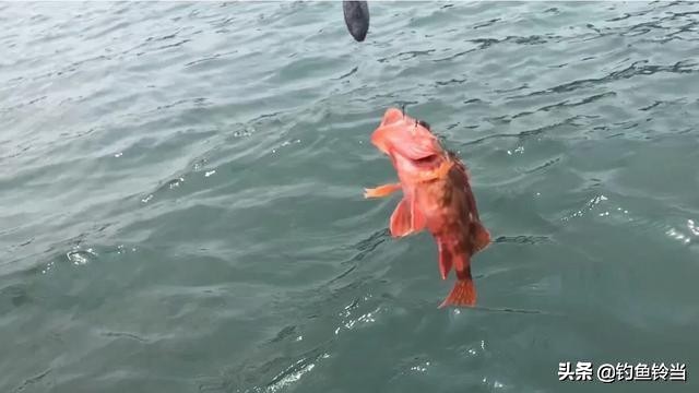 石九公鱼怎样钓最好,出海钓石九公用什么饵最好