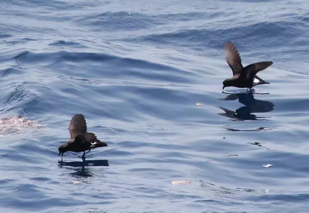 像黑色的闪电高傲地飞翔,像黑色的闪电