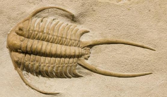 龟类的进化过程图片,龟鳖目动物外形特征