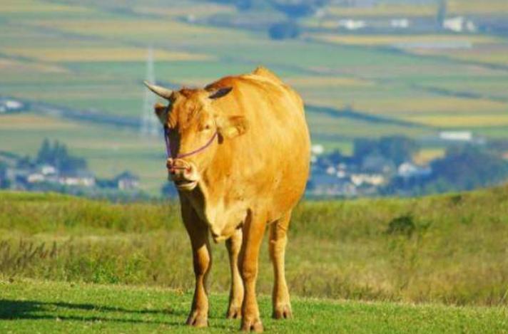 羊马年好种田还是牛马年好种田,牛马年好种田还是龙马年好种田