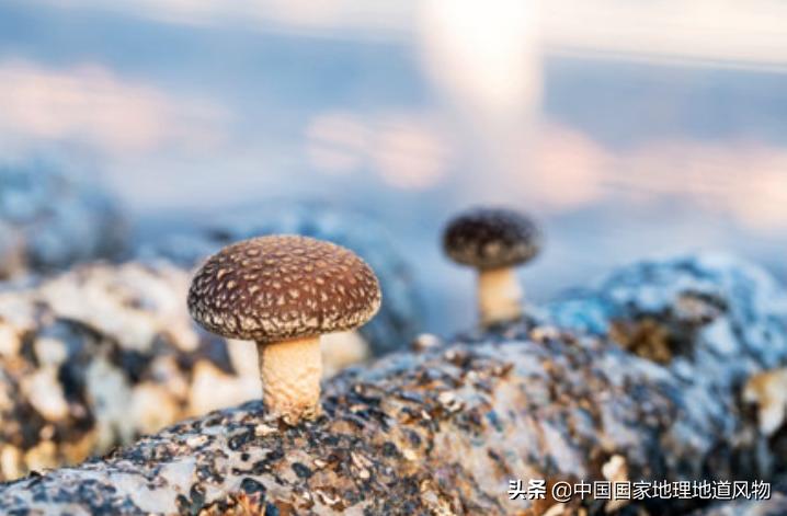 小蘑菇成为富民增收大产业,小蘑菇大产业小菌种大用途