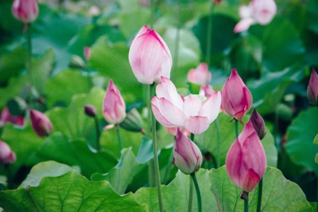 10首经典荷花诗词送你一夏清凉,最美的荷花诗词