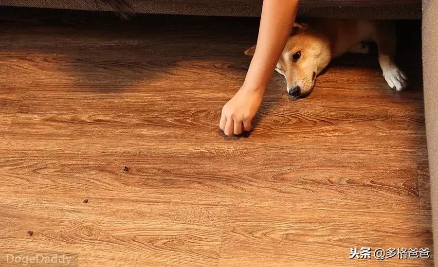 你知道狗狗是什么性格吗,你知道狗狗一些行为有什么含义吗