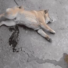 困成狗是什么样子,看看你家小狗的睡姿