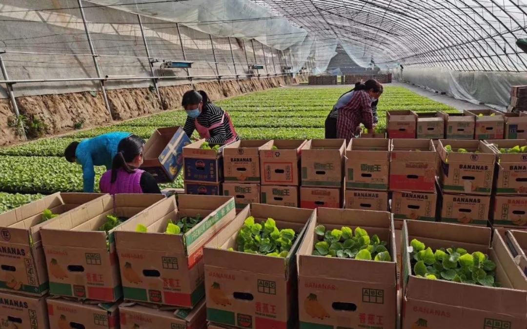 北京新发地蔬菜市场关了吗,北京新发地菜篮子整体运行平稳