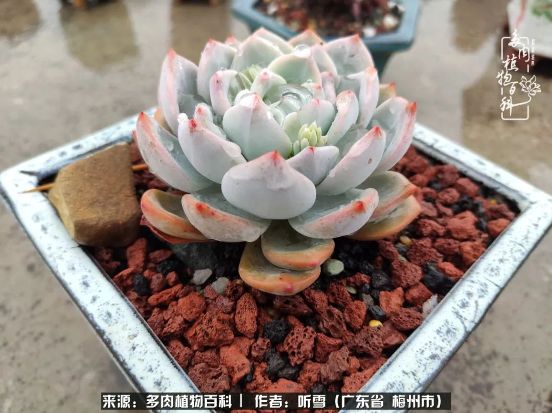 遇见多肉感恩生命中所有的相识,爱上多肉是个压力山大的事