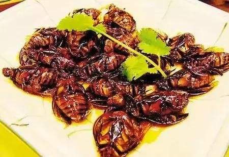 带大家了解一下昆虫美食,国外很火的4种美食昆虫你敢吃吗