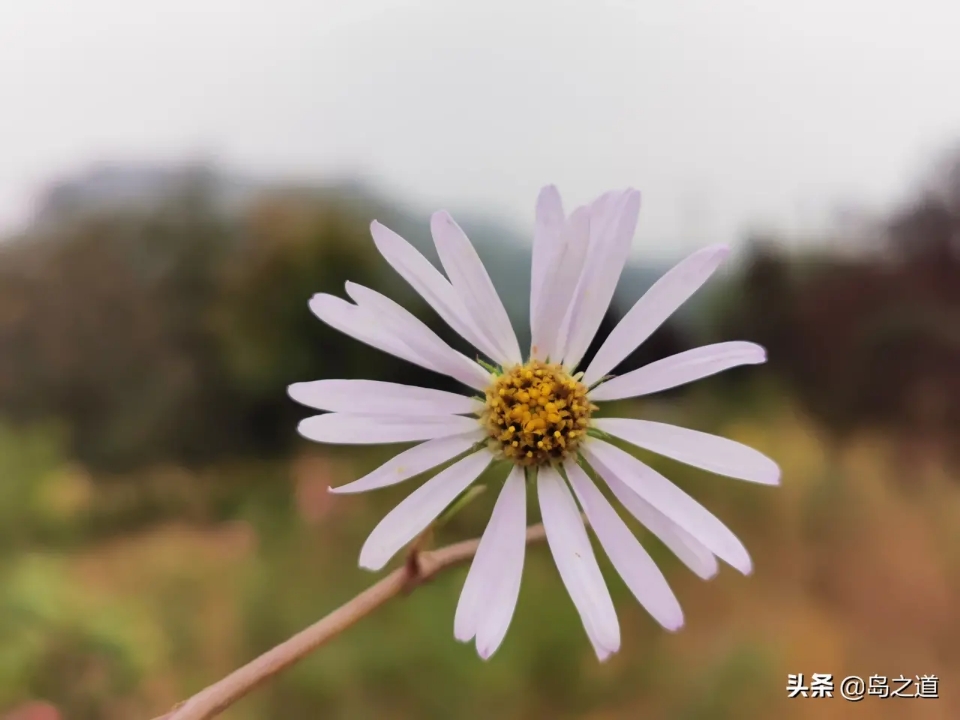 含12生肖的植物名,用十二生肖组成的植物名
