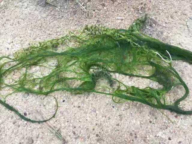 河蟹除青苔后怎么处理,青苔腐烂后对河蟹有哪些影响