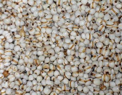 薏米如何辨别是否炒熟,怎么挑选薏米最正确