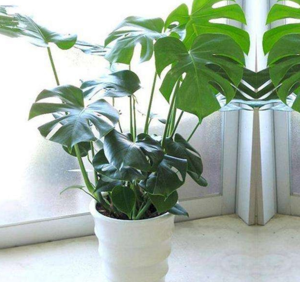 适合于客厅的好养的常绿植物,卧室适合养什么大叶植物