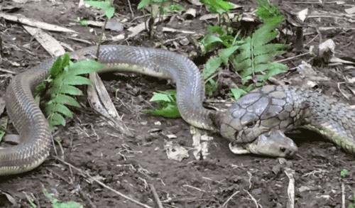 为何蛇类不怕雄黄粉了？蛇最怕什么？这就来解释原因