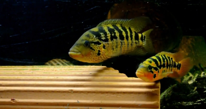 南美慈鲷,慈鲷有黑色的吗