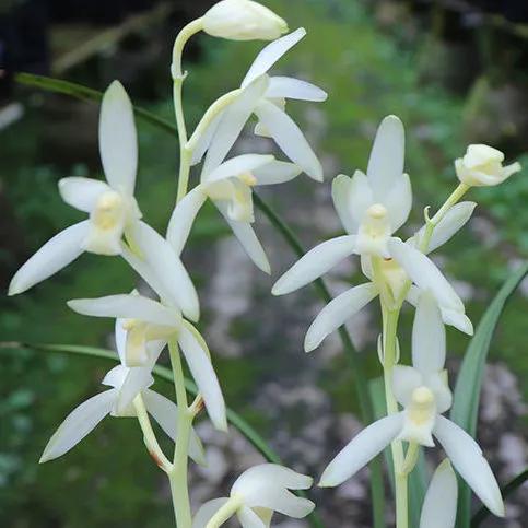 适合家养的兰花多少钱,适合家养的兰花品种图片