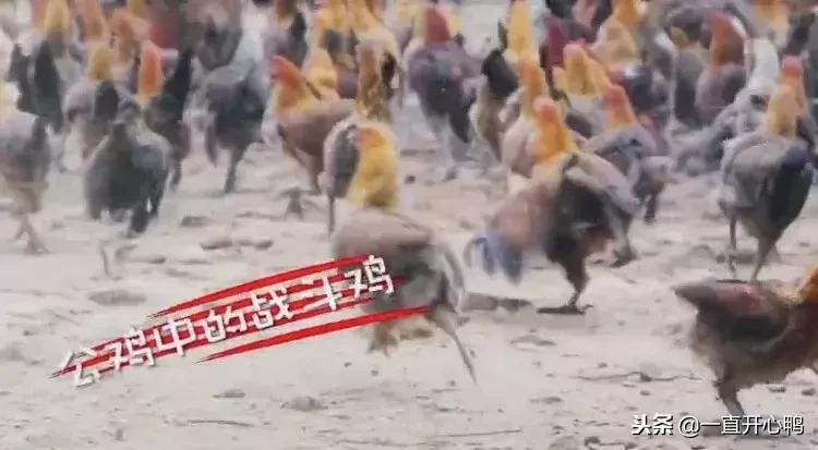 致富经节目现在怎么样了,致富经里的节目真实吗