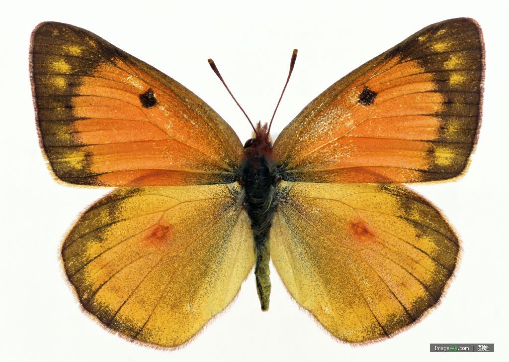 世界上的各种蝴蝶,为什么世界上有五彩斑斓的蝴蝶