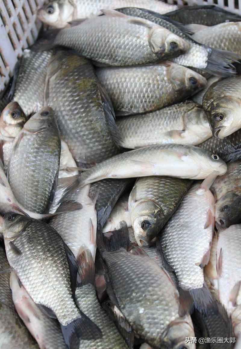 钓鱼四款自制鱼饵配方,十种钓鱼调料配方