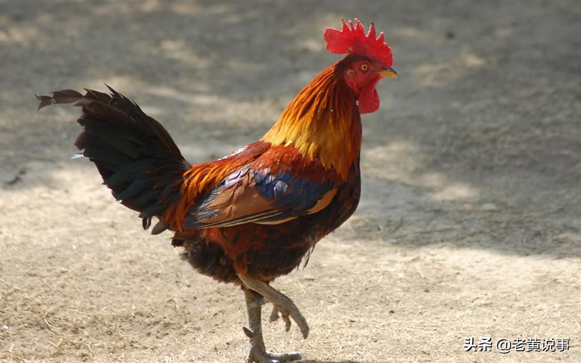 客人出一上联“母鸭无鞋空洗脚”，差点难倒7岁的神童林则徐