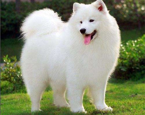 关于萨摩耶的发情期，你了解多少？发情期要注意哪些问题？