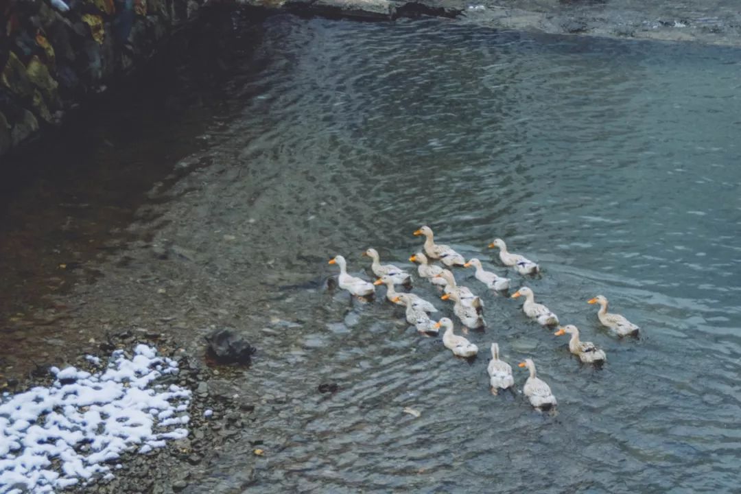 杭州大叔包下一座山谷造民宿,杭州高山樱花民宿