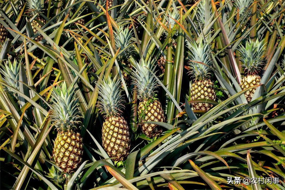 菠萝种植技术出售,凤梨菠萝的种植和管理