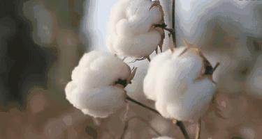 南疆小县城的百年饮料，制作技术堪比茅台，被誉为中国白兰地