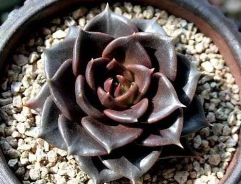 推荐轻松玩转100种常见多肉植物,700种多肉植物图鉴pdf百度云