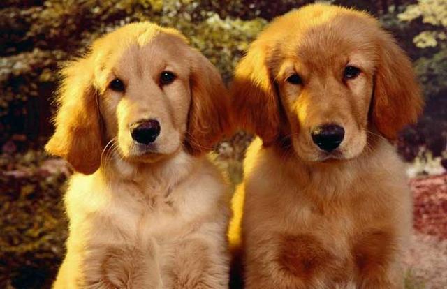 金毛犬究竟有哪些特征,正宗金毛犬有什么特征