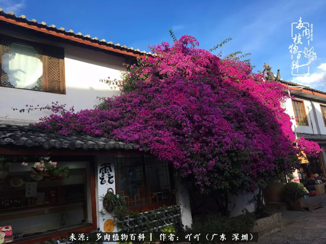 涓冨僵浜戝崡澶氳倝,浜戝崡澶氳倝涔嬫梾