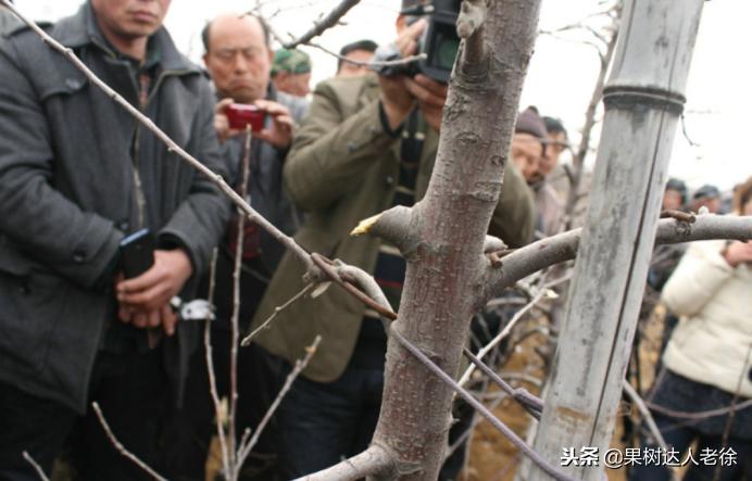 图说果树,自由纺锤形果树整形修剪视频