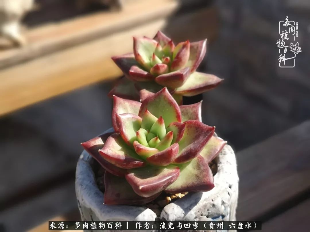 养多肉这几点新手必要知道,在养多肉的路上越走越远