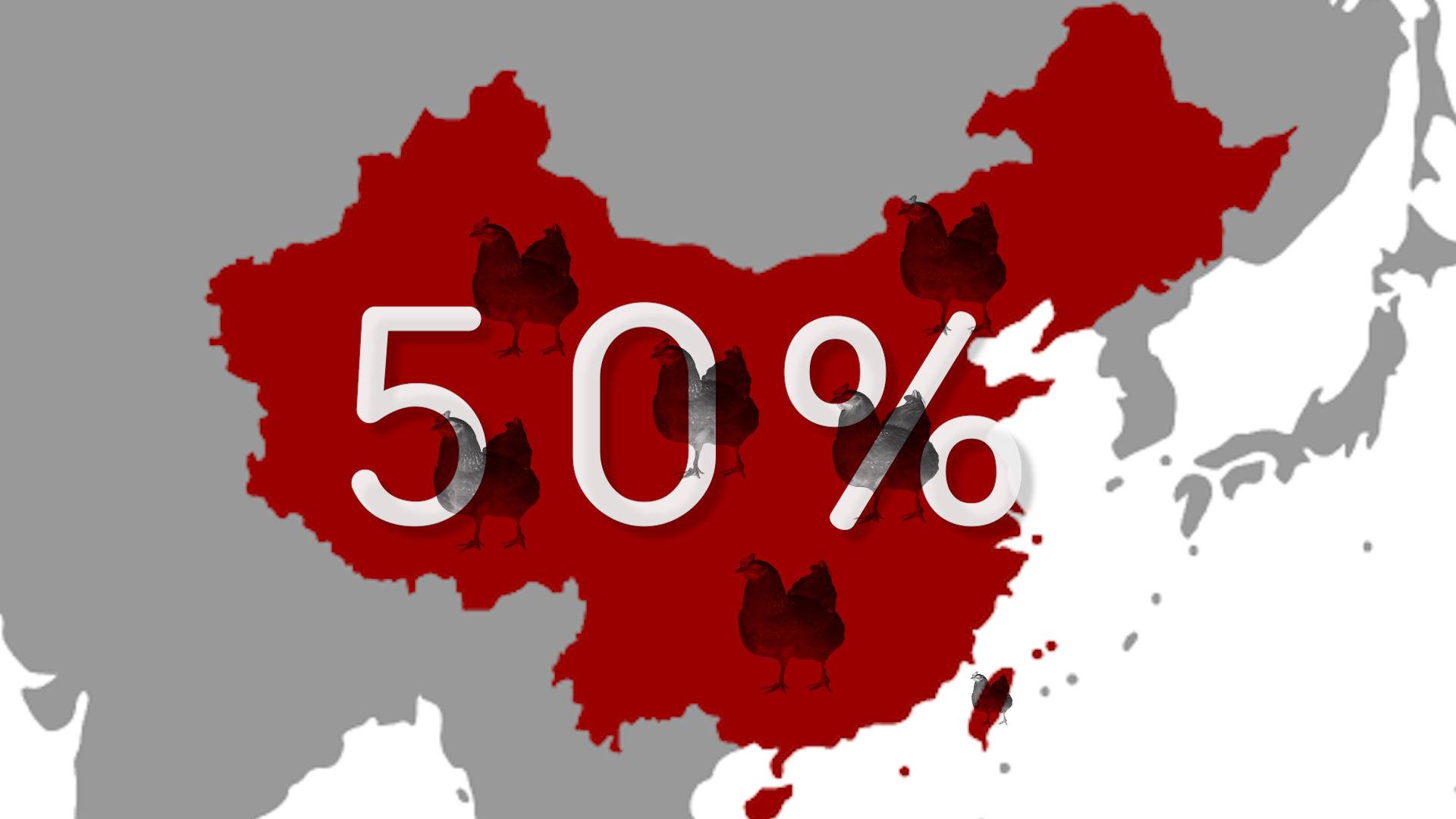 速生鸡与白羽鸡是什么,白羽鸡养殖技术和方法图解