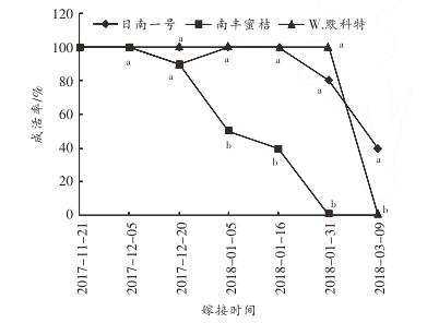 柑橘嫁接成活接穗处理,嫁接柑橘的接穗如何选择视频