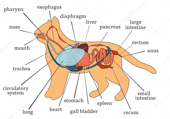 猫咪铲屎官必须知道的事情,猫咪肺部肿瘤症状及治疗方法
