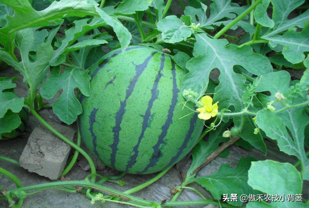 甜王西瓜种植全套技术,金纯甜王西瓜种植前景