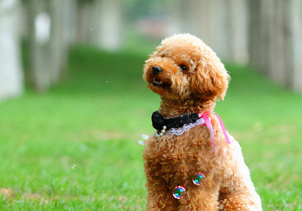 泰迪感冒了打喷嚏怎么回事,泰迪咳嗽怎么好得快呀