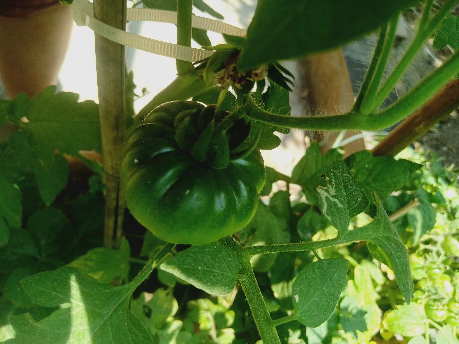 樱桃番茄最好的颜色,樱桃番茄挑选