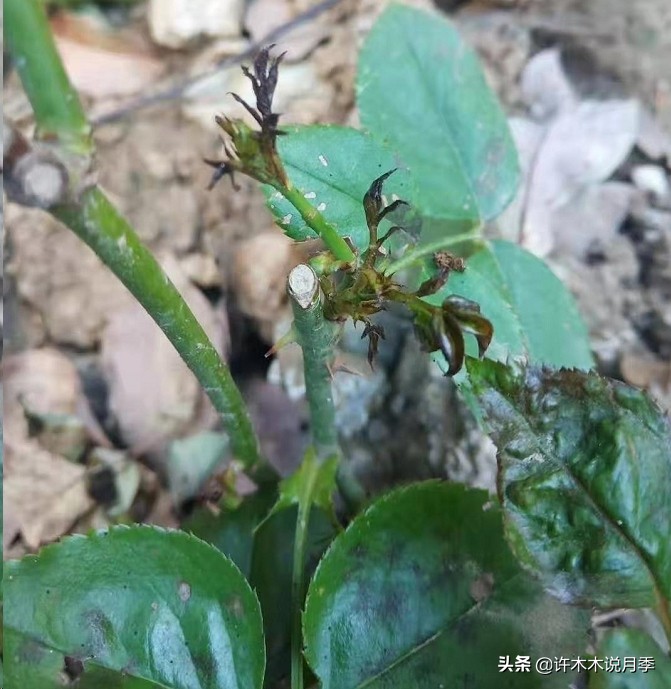 月季芽点都枯了月季还能活吗,月季枯萎了还能救活吗