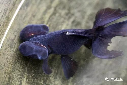 西安哪里有野生金鱼,消失的金鱼品种