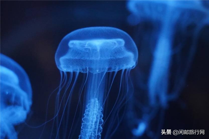 鹿儿岛大西洋游轮,海洋光谱号第三天到达鹿儿岛