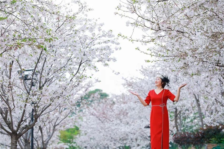 漫花庄园亿朵白樱花绚烂绽放啦，这些樱花的起源你真的知道吗？