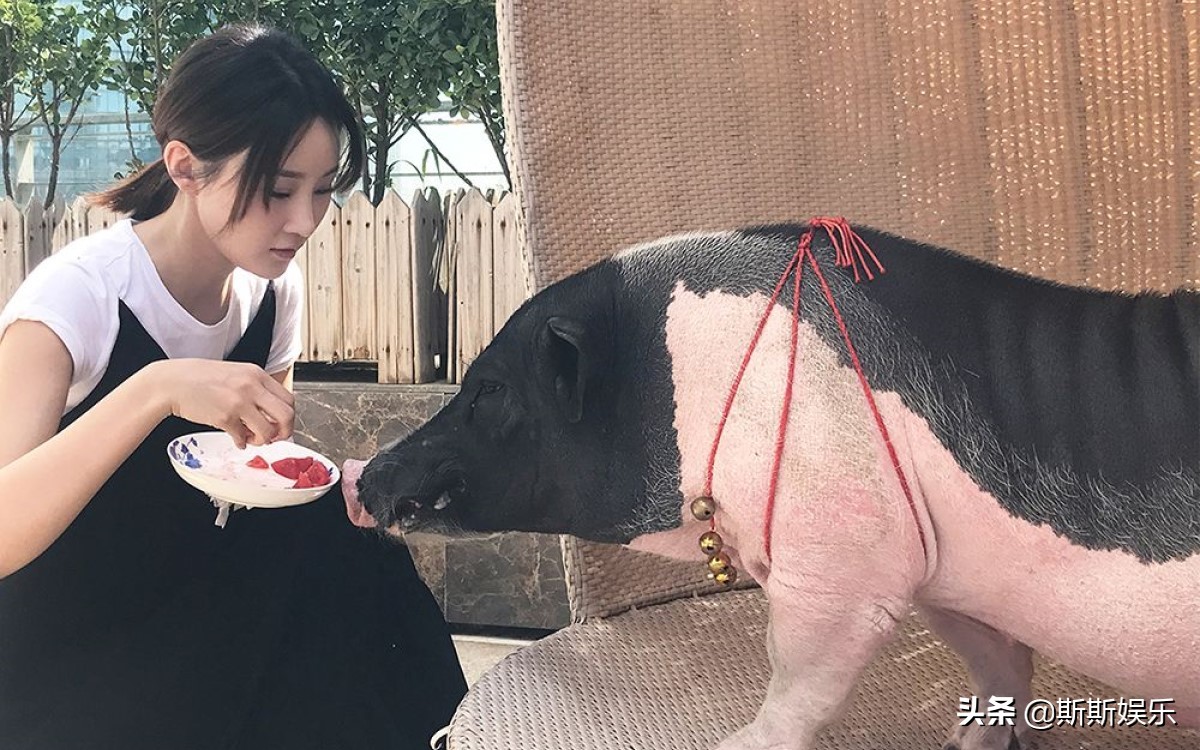 宋茜送医院,宋茜带宠物猪扫楼