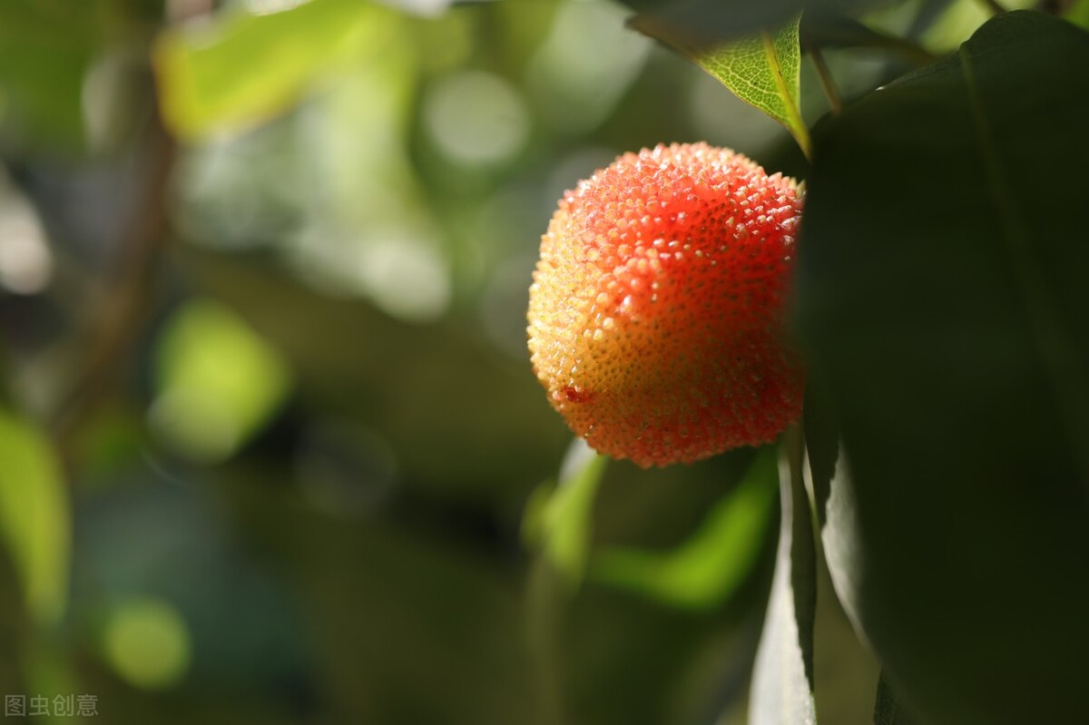 杨梅是什么季节的水果,杨梅长什么样子才是不能吃的呢
